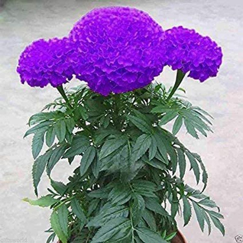 MKR Enterprises Purple Marigold Seed  (200 per packet)