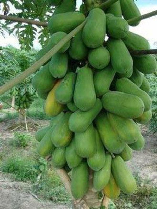 GURVEPLANTATIONI Papaya Plant  (Hybrid, Pack of 1)