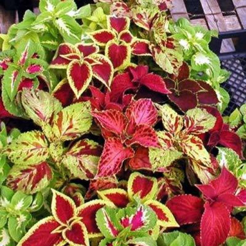 KANAYA Coleus Rainbow Mixed Seed  (75 per packet)