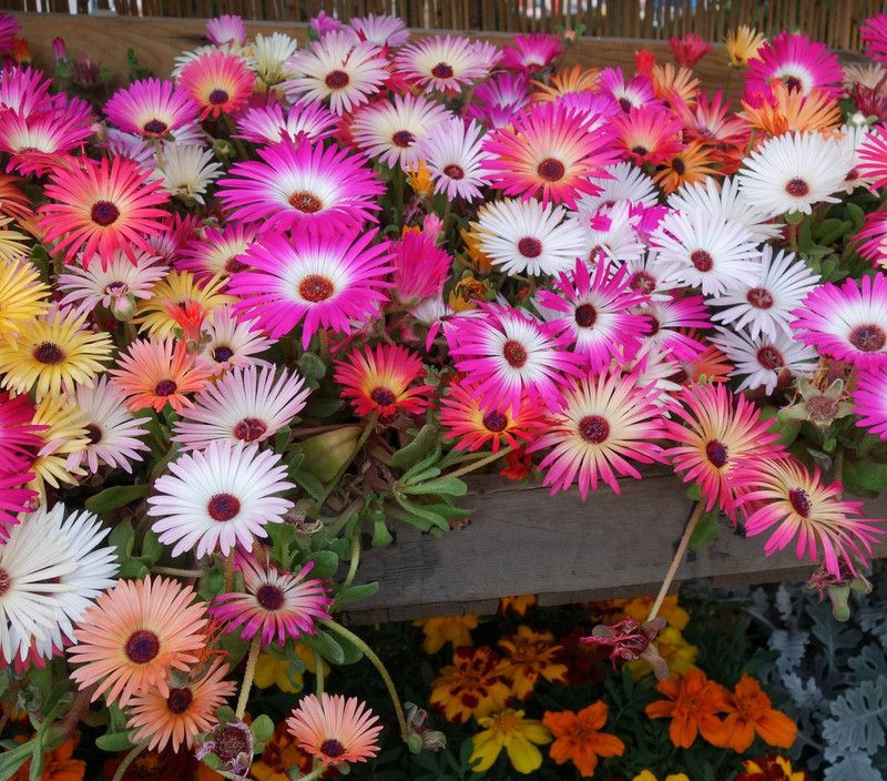 Mozette Mesembryanthemum mix (burf) Seed  (27 per packet)