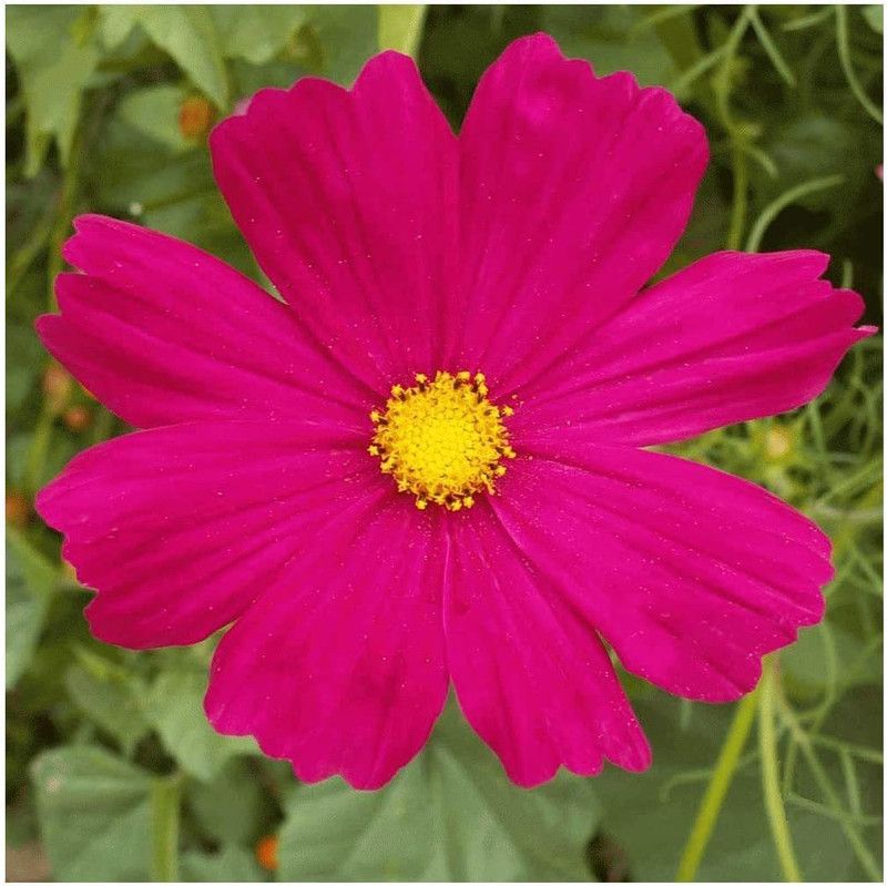 CYBEXIS Cosmos Bipinnatus Dazzler Seeds - Vibrant Dark Pink Flowers Seed  (1 g)