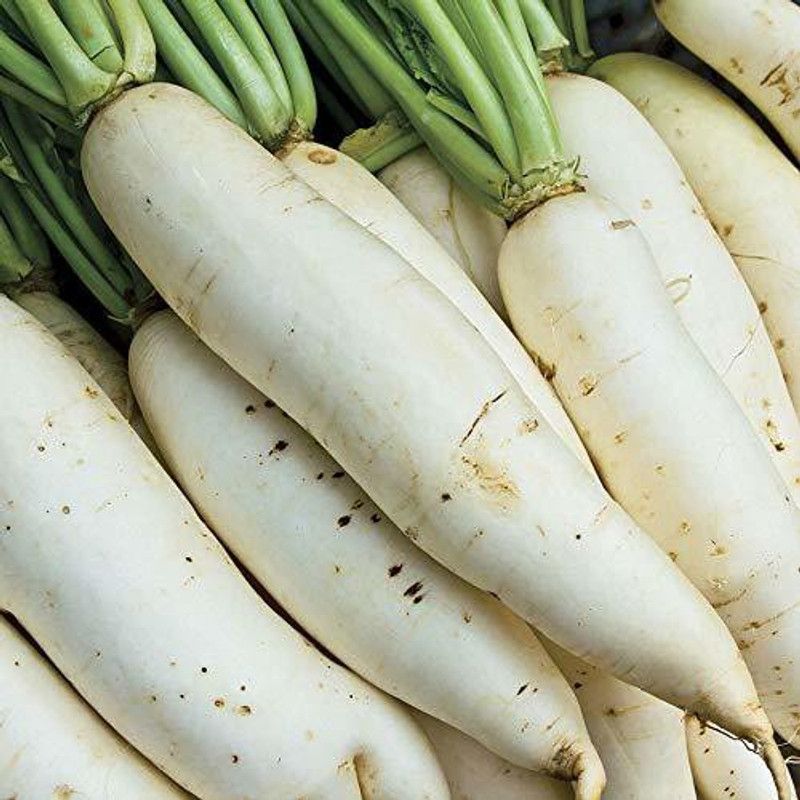 KANAYA Raddish / Muli / Mooli Seed  (600 per packet)
