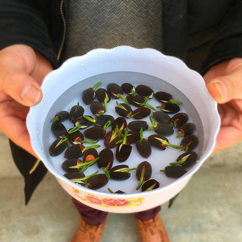 VibeX ™ VXI-488 Mini Lotus Seeds Bonsai Seeds Set Hydrophyte Seed  (16 per packet)