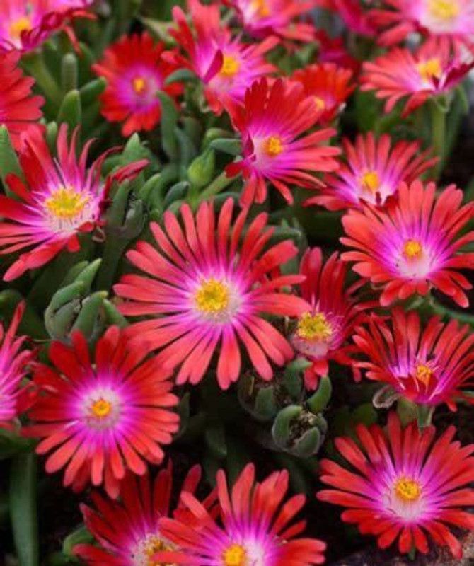 CYBEXIS DELOSPERMA Carmine RED Flower Seeds/ICE Plant Seed  (50 per packet)