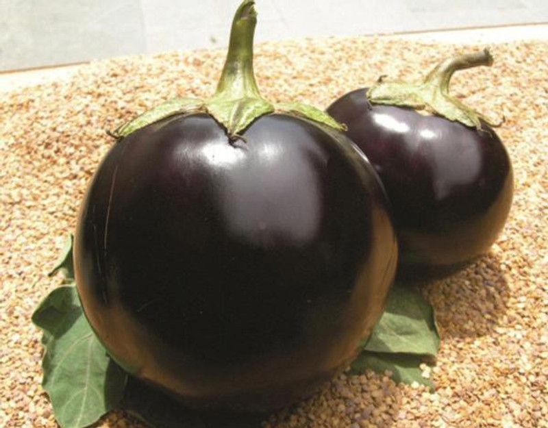 FERNSFLY Brinjal Black Round Eggplant Vegetables Seeds for Home and Garden seeds Pack for Gardening. Seed  (60 per packet)