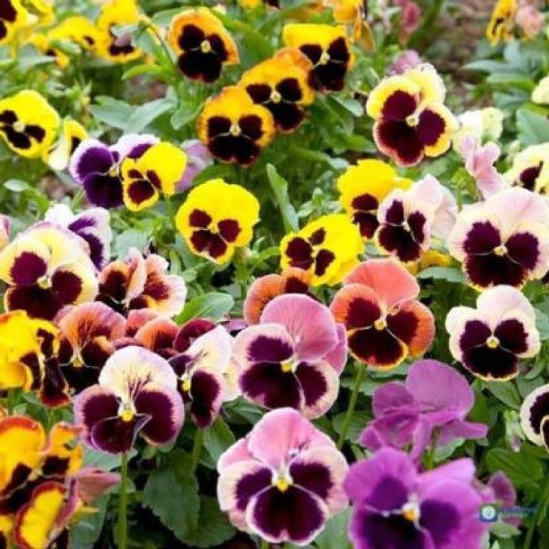 YOUNG STAR PREMIUM PANSY FLOWER SEEDS Seed  (40 per packet)
