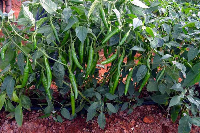 Mozette Green chilli vegetable Seed  (48 per packet)