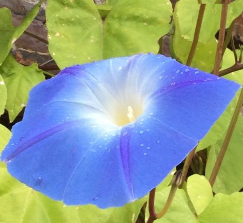 ZIXA IPOMOEA TRICOLOR 'HEAVENLY BLUE' Seed  (60 per packet)