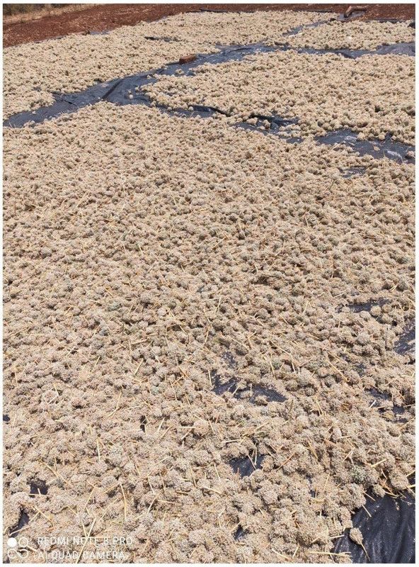 WILLVINE NDIR-986 Nasik Red N53 Onion Seeds Seed  (1000 per packet)