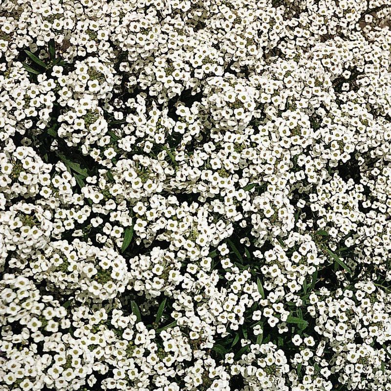 CYBEXIS Alyssum ‘Carpet of Snow’ Seed  (50 per packet)