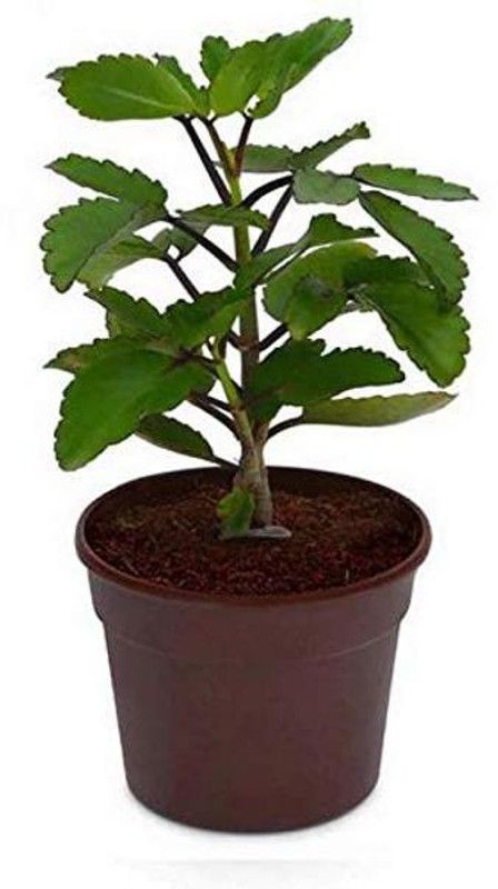Dream mall Bryophyllum Pinnatum/Patharchatta Plant  (Hybrid, Pack of 1)