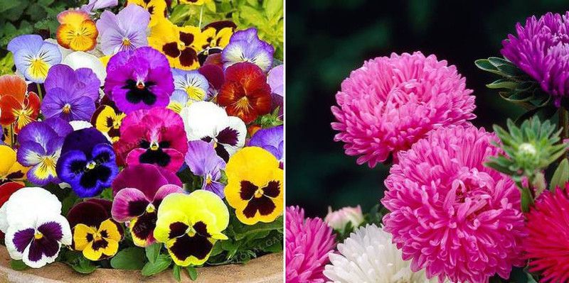 xcentax Pansy Viola, Aster Seed  (20 per packet)