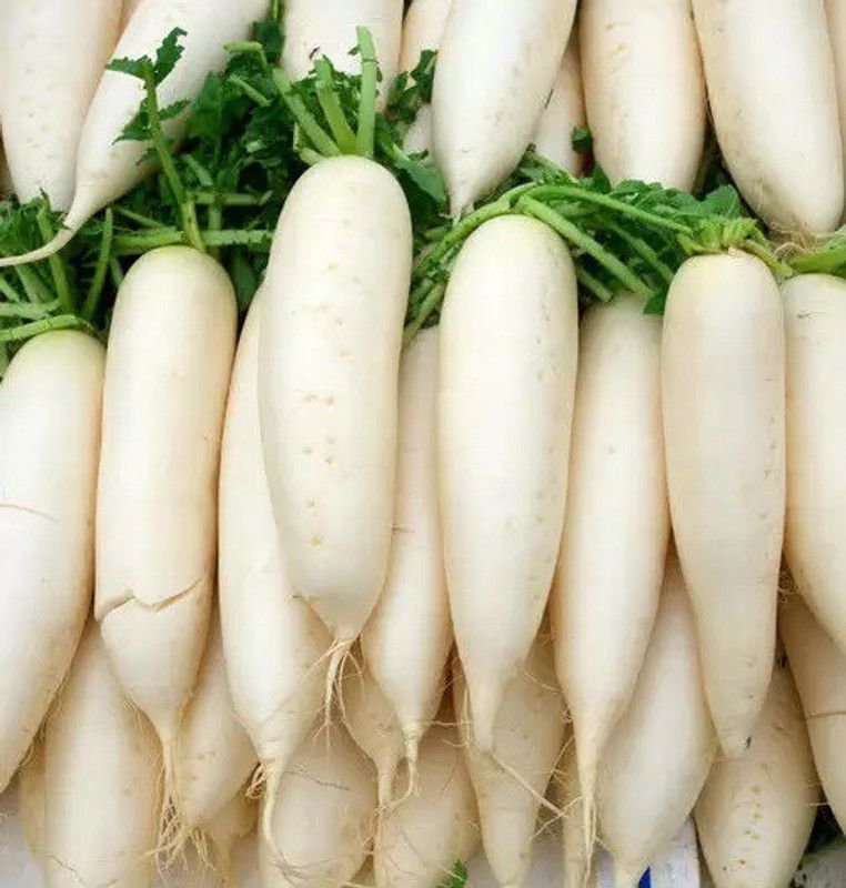 VINTI White Radish (Mooli) Vegetable (मूली के बीज) Seed  (800 per packet)