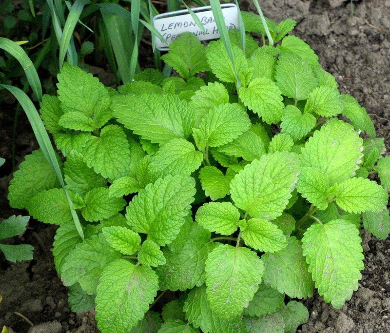 Paudha Lemon Balm Seed  (45 per packet)