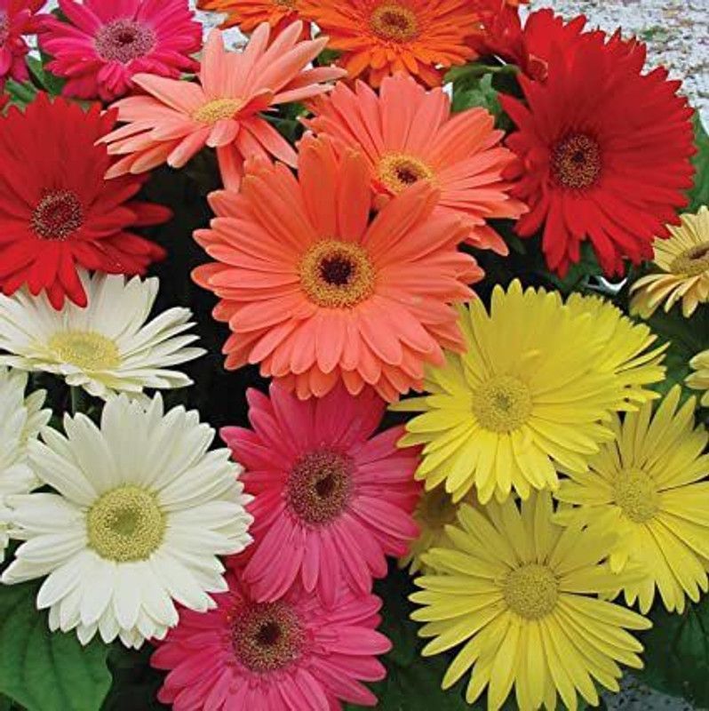 Mozette Gerbera Mix Flower Seed  (47 per packet)
