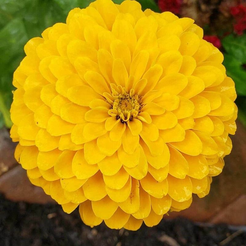 CYBEXIS Imported Yellow Zinnia Flower Seeds Seed  (25 per packet)