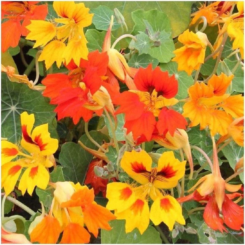 CYBEXIS Nasturtium - Phoenix Seed  (50 per packet)