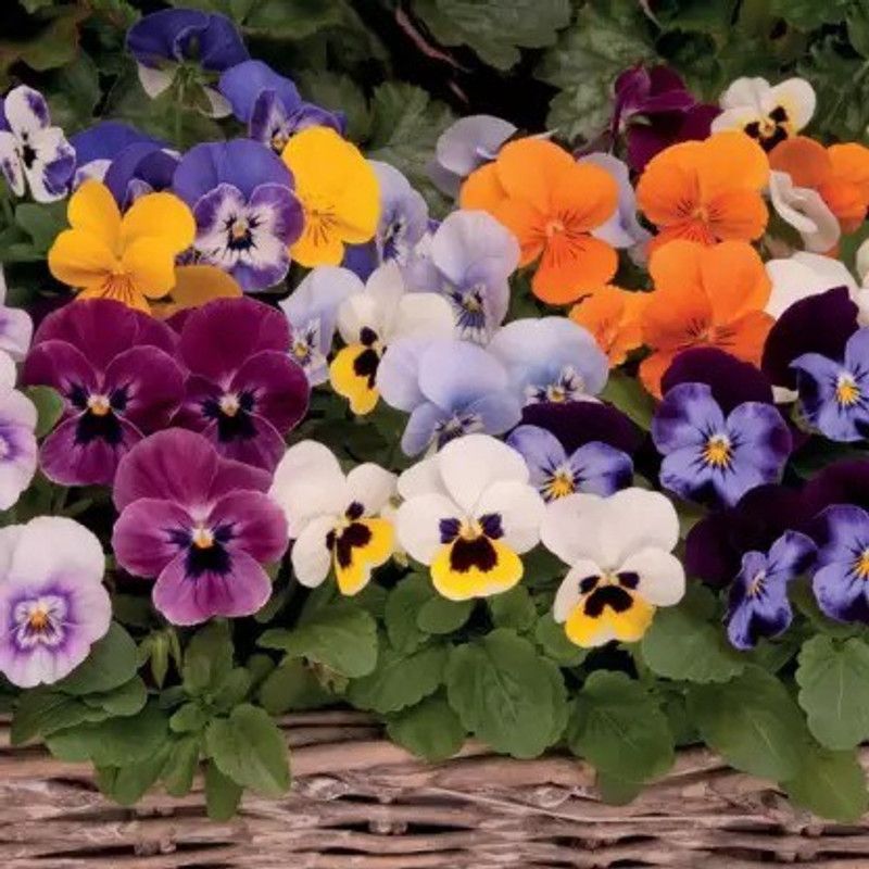 Aro Viola Seed  (60 per packet)