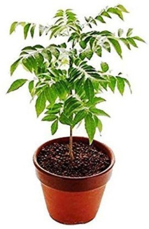 Grun Curry Leaf Plant  (Hybrid, Pack of 1)