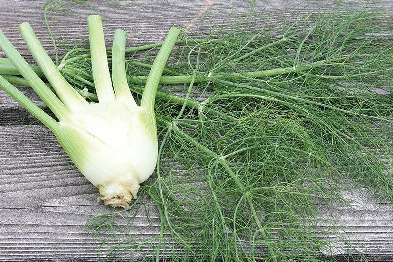 WILLVINE XL-115 Orion Hybrid Fennel Seeds Seed  (500 per packet)