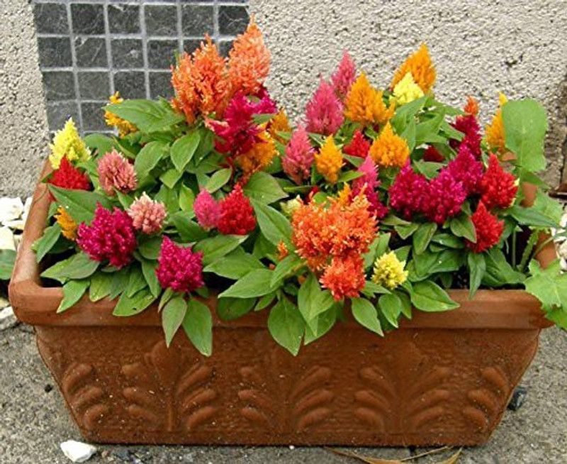 CYBEXIS Celosia Plumosa Glorious Mix Type Seeds Seed  (50 per packet)