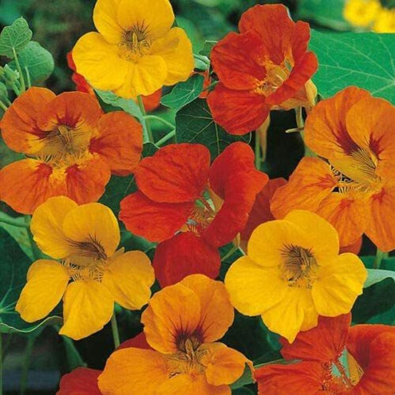 CYBEXIS Nasturtium Tom Thumb Seeds Hardy Perennial Flower Seed  (1 g)