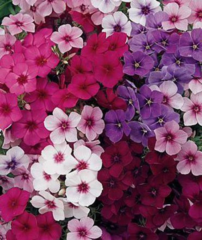 Mozette Phlox Beauty Mix Seed  (40 per packet)