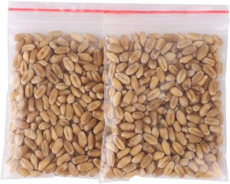 CYBEXIS Wheat Grass Seed  (5 g)