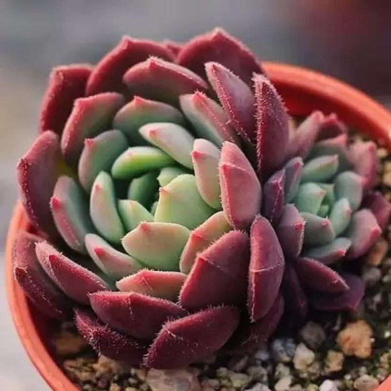 Enorme HORTICULTURE Succulent Seed  (100 per packet)
