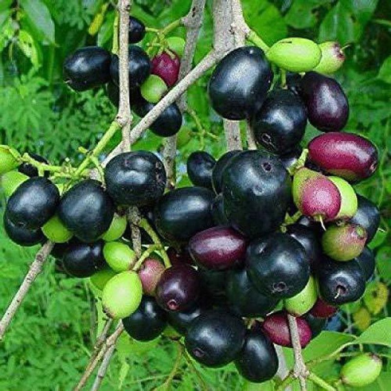 Qualtivate ™ Black Jamun Syzygium Cumini Seeds Fruit Seeds Seed  (25 per packet)