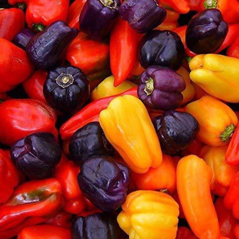 JRYU Capsicum Seed  (120 per packet)
