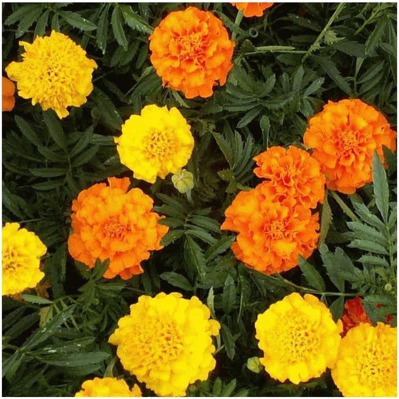 VibeX ® RXI-125 Crackerjack African Marigold Seed  (500 per packet)