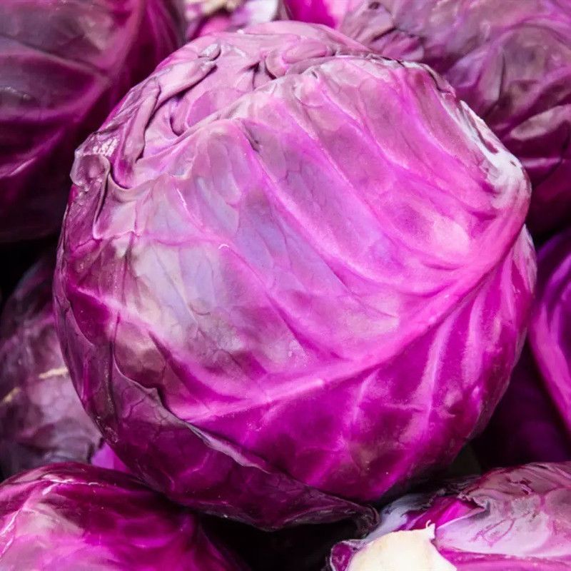 MYLAWN Chinese Purple Cabbage Seed  (200 per packet)