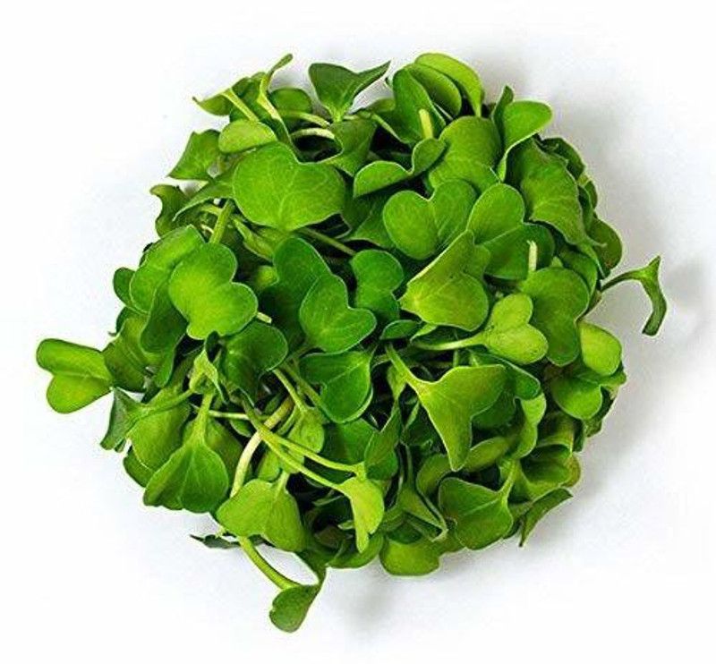 WILLVINE Kale Seed  (500 per packet)
