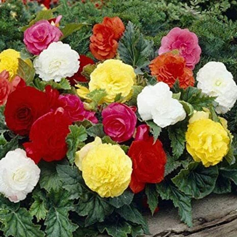 Audbhidhi Begonia Flower Bulbs for Winter Season Seed  (4 per packet)