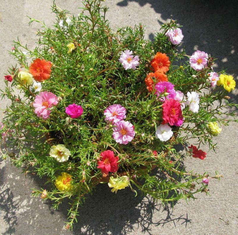 XOVO Exotic Portulaca Mixed Flower Seed  (20 per packet)