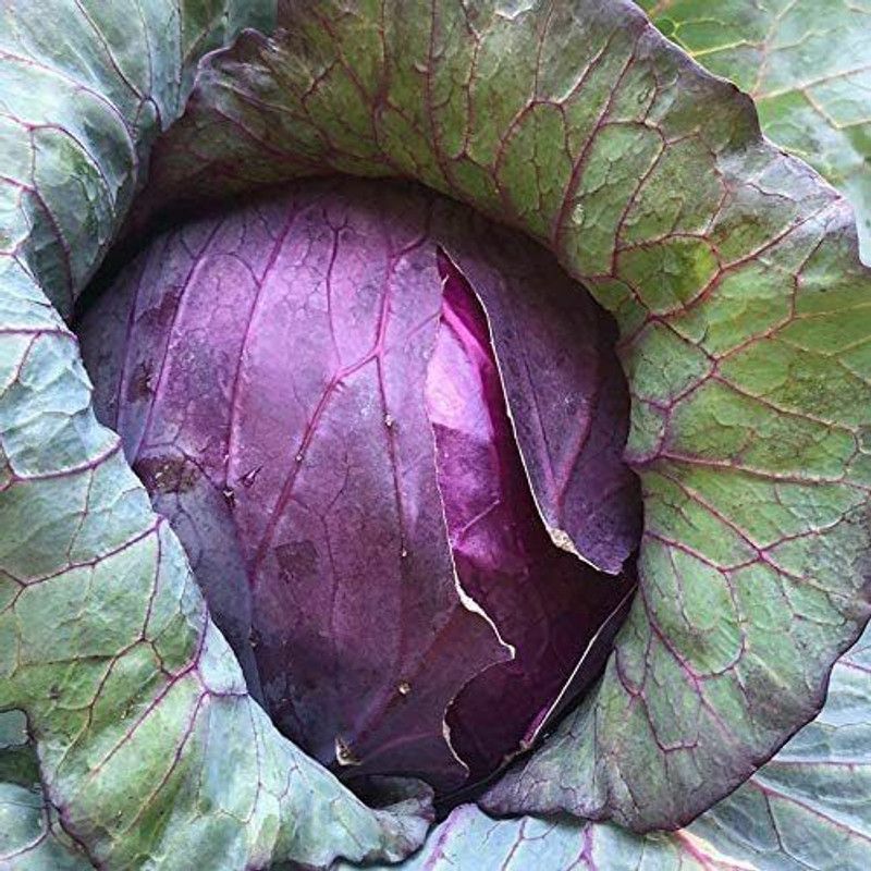 nesto Organic Cabbage Seeds Seed  (1000 per packet)