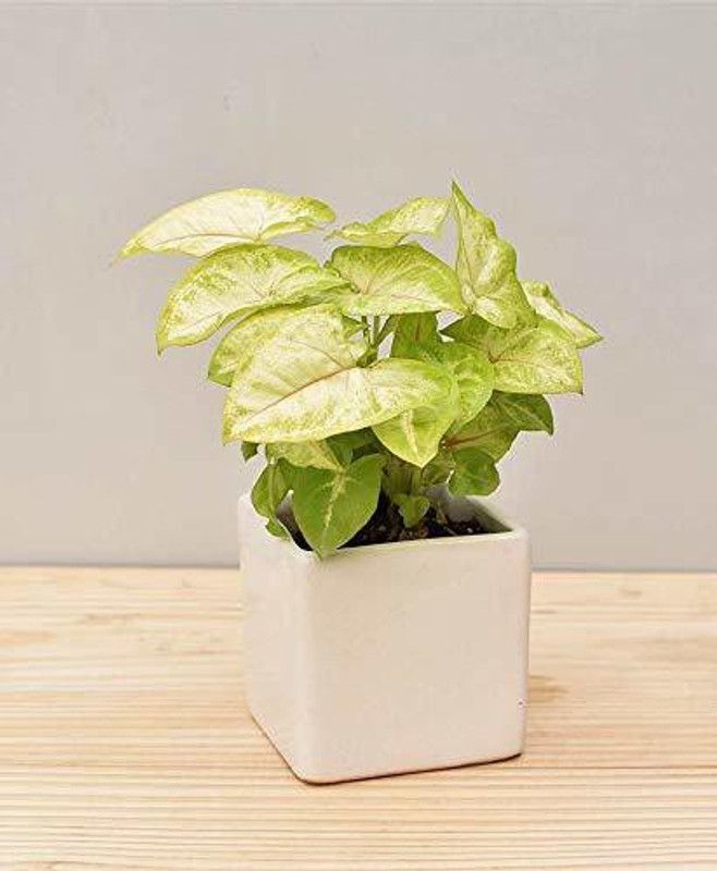 ENRICH PLANTS Syngonium Plant  (Pack of 1)