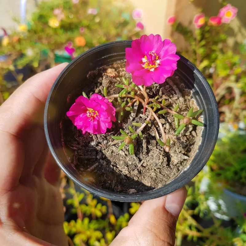Cloud Farm Portulaca Plant  (Hybrid, Pack of 1)