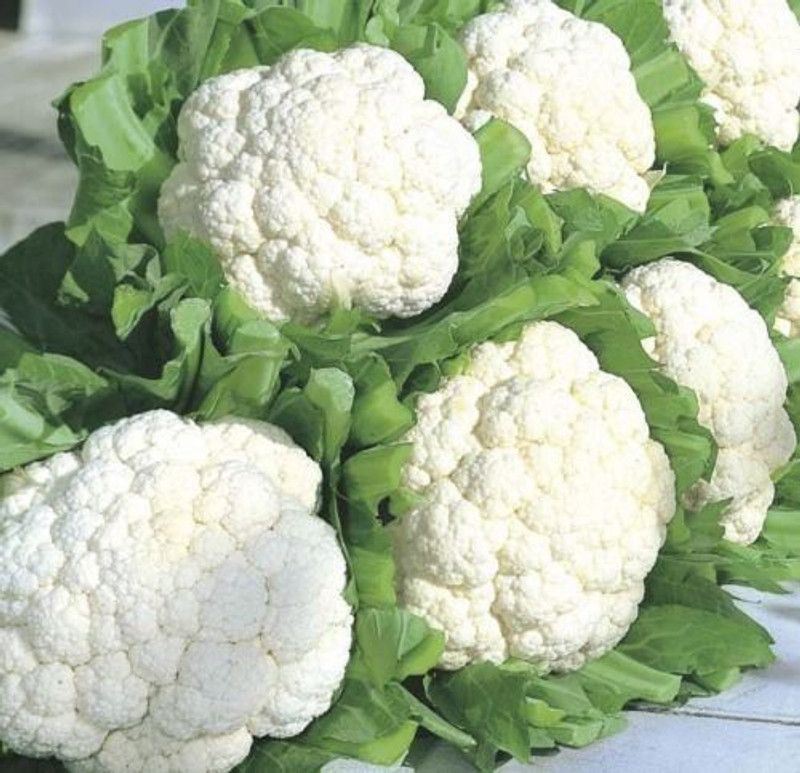 VibeX ® XXL-178 Cauliflower Super Snowball Seeds Seed  (200 per packet)