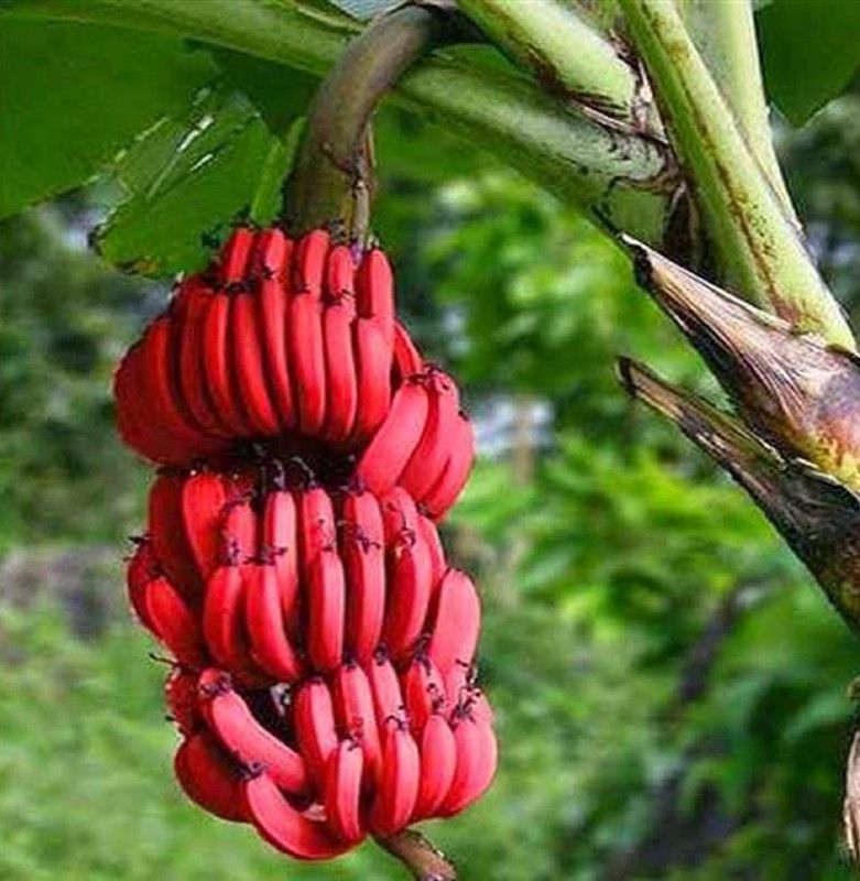 Nema Rare Red Dwarf Banana Seed  (50 per packet)