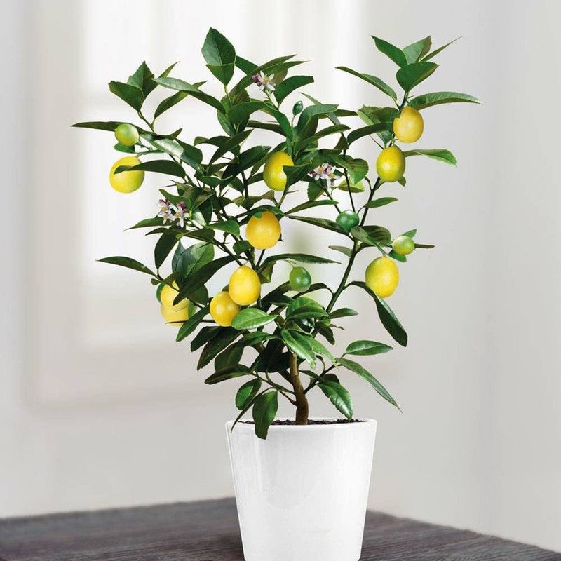 VibeX Lemon Seed  (15 per packet)