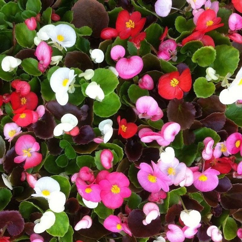 XOLDA Begonia Mix flower Seed  (28 per packet)