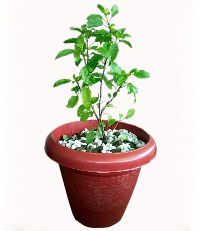 The Nursery Tulsi Plant  (Pack of 1)