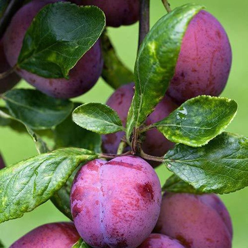 Darjeeling Planters Aloo Bukhara/Plum Plant  (Hybrid, Pack of 1)