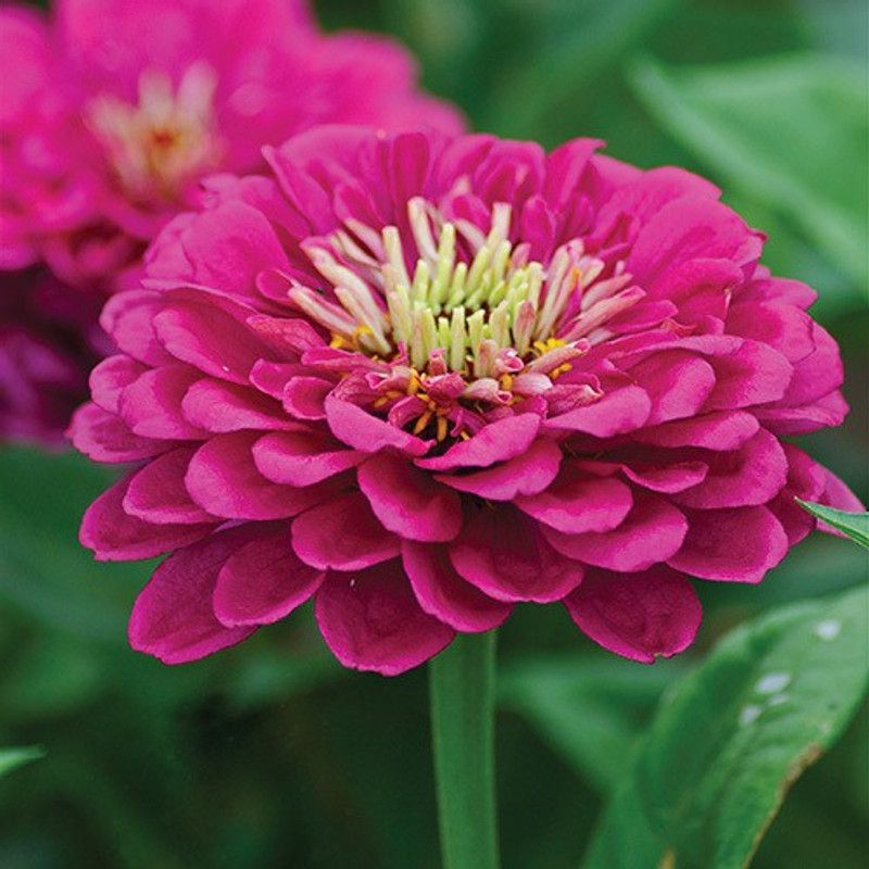 XOLDA Zinnia Mix Flower Seed  (11 per packet)