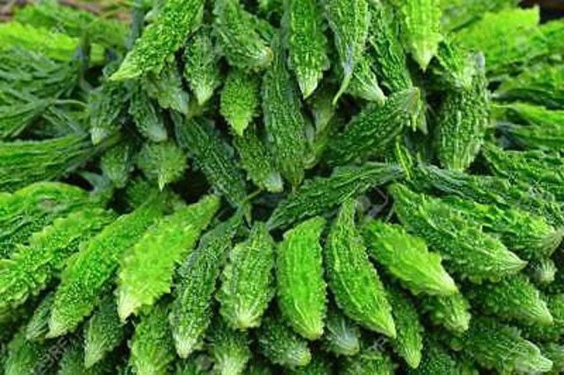 GOCROP Bitter gourd Jawahar Seeds Seed  (80 per packet)