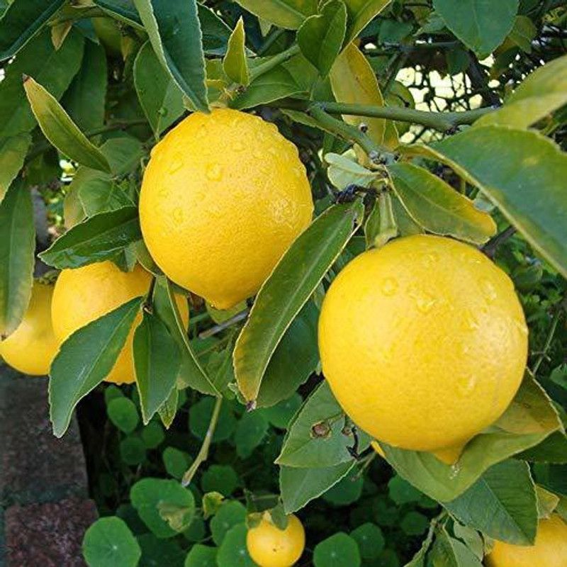 Zomoloco Sweet Lemon Plant  (Hybrid, Pack of 1)