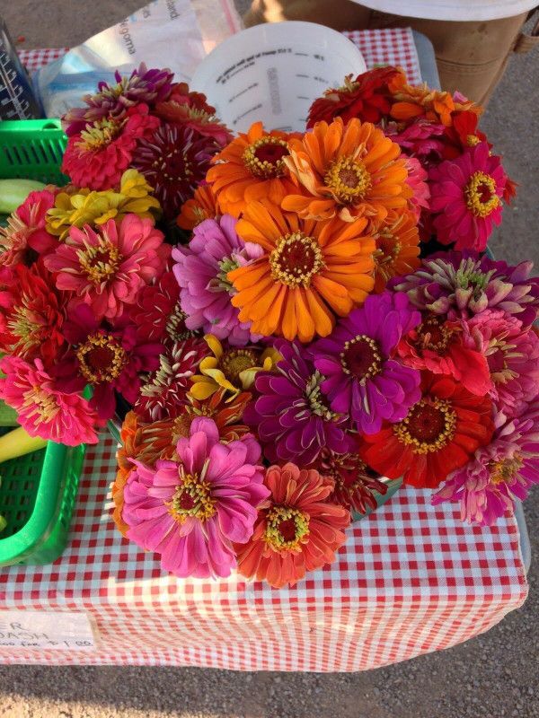 UGRA GIANT CALIFORNIA ZINNIA MIX Seed  (15 per packet)