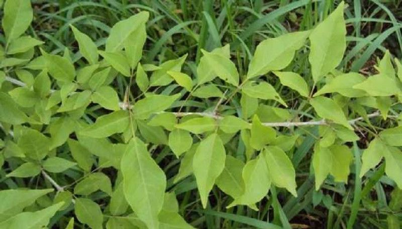 Gardeners Choice Bel Plant  (Hybrid, Pack of 1)